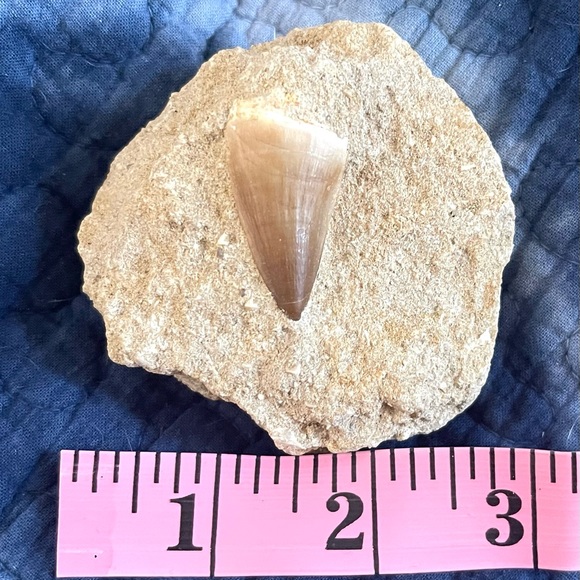 Fossil - Mosasaurus tooth fossil - Picture 3 of 8